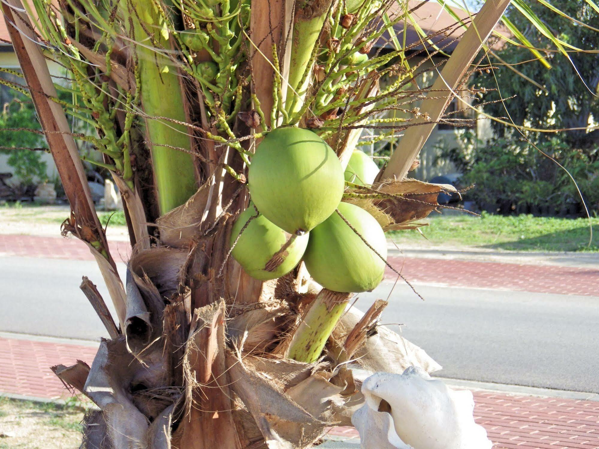 פאלם ביץ' Aruba Cunucu Residence מראה חיצוני תמונה